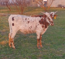 Little Britches 124