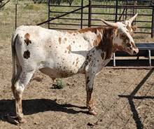 Little Britches 124