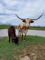 MISS ANNIE AND HER BULL CALF. THEY ARE NOT REGISTERED BUT SHE IS RAMONAS BABY