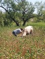 Ramona checking on Annie's new calf