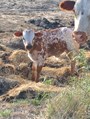 Annie's new calf 